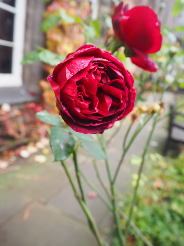 OLYMPUS DIGITAL CAMERA